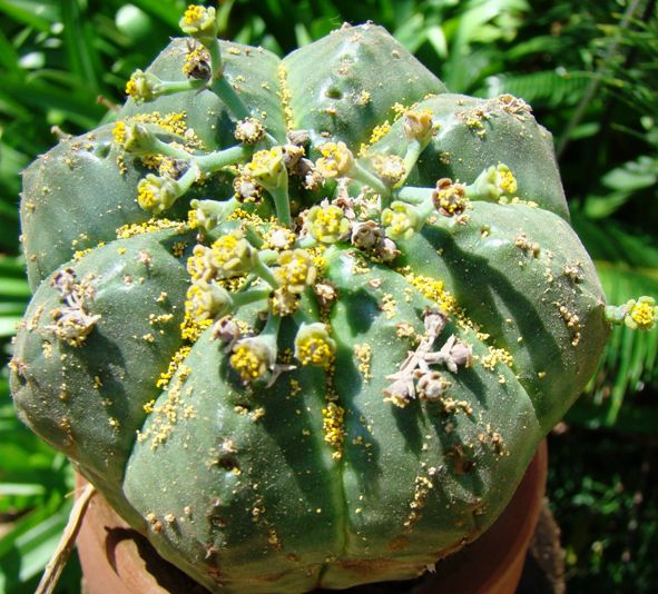 Euphorbia meloformis: Photographed by Ricky Mauer